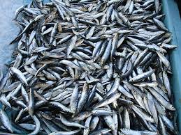 سمك سردين  ميني 10 ك