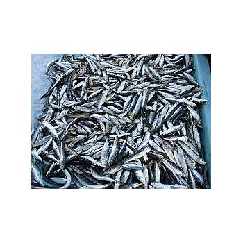 سمك سردين  ميني 10 ك